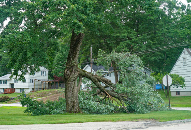 Best Tree Removal  in Gamewell, NC